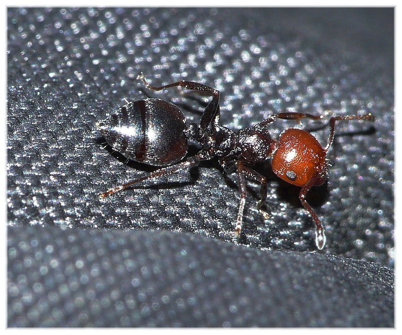 Ancora formica da determinare: Crematogaster scutellaris